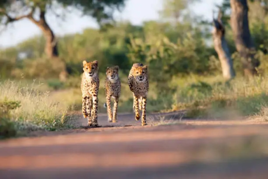 Three young Cheetahs. Taken in Kruger, South Africa Three young Cheetahs. Taken in Kruger, South Africa