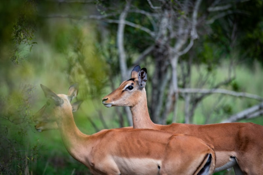 Three young Cheetahs. Taken in Kruger, South Africa Three young Cheetahs. Taken in Kruger, South Africa