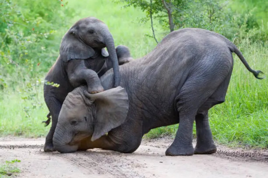 Three young Cheetahs. Taken in Kruger, South Africa Three young Cheetahs. Taken in Kruger, South Africa