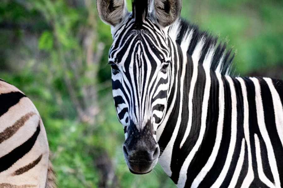 Three young Cheetahs. Taken in Kruger, South Africa Three young Cheetahs. Taken in Kruger, South Africa