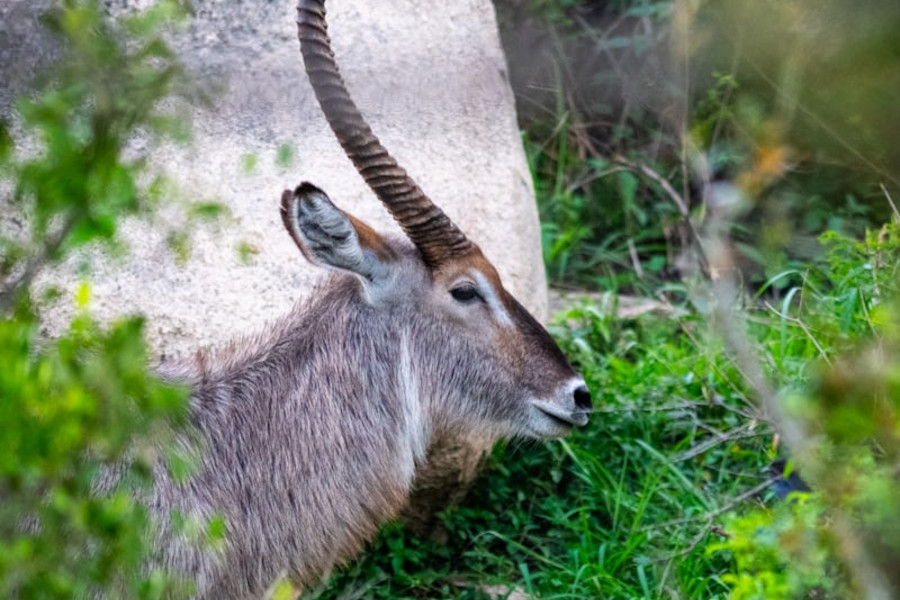 Three young Cheetahs. Taken in Kruger, South Africa Three young Cheetahs. Taken in Kruger, South Africa